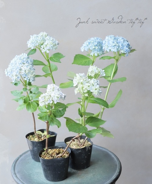 水指（茶道）紫陽花 0000000052292_C5Eh8m7.jpg