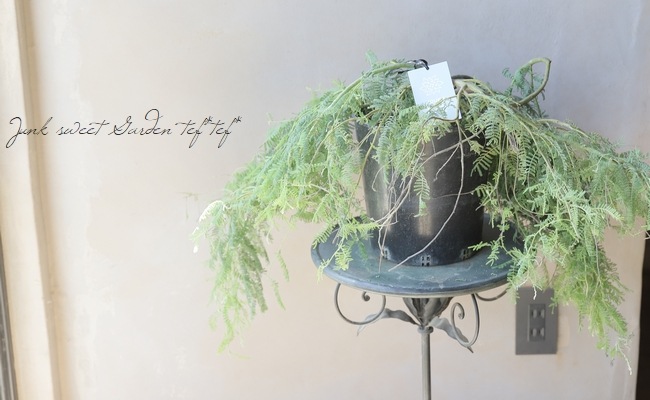 コンパクト最新品種！！！ 這性アカシア 『カルディオフィラ