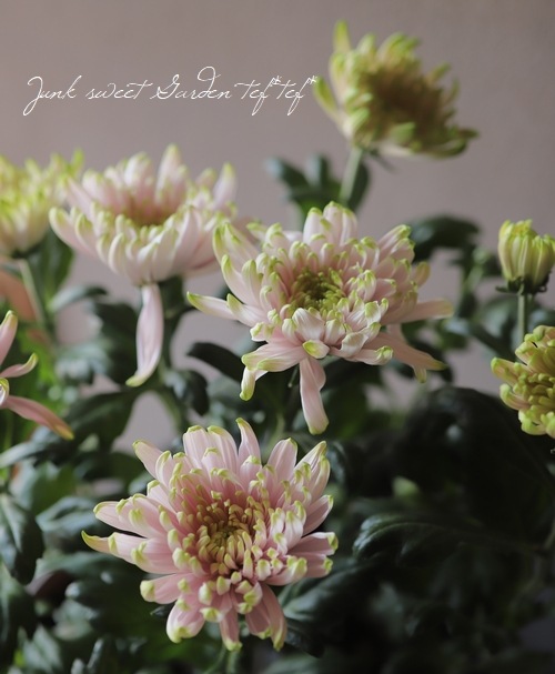 ���إޥ� �إ������Ρ��������åơ�