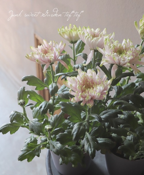 ���إޥ� �إ������Ρ��������åơ�