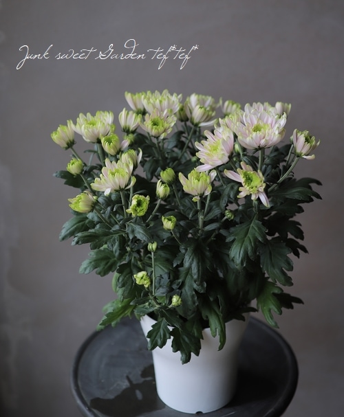 ���إޥ� �إ������Ρ��������åơ�