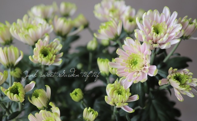 ���إޥ� �إ������Ρ��������åơ�