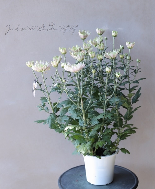 ���إޥ� �إ������Ρ��������åơ�