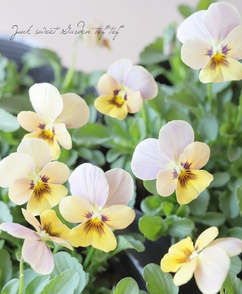 ���ߤ�ȥӥ��顡�ؤ��Ƥ�Х��꡼�� 2022ǯ���ʼ