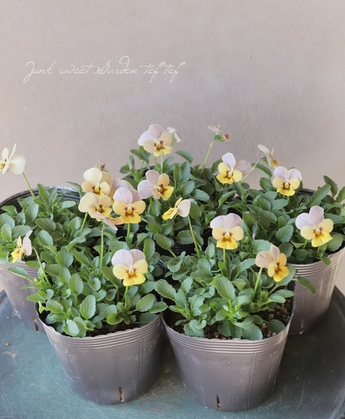 ���ߤ�ȥӥ��顡�ؤ��Ƥ�Х��꡼�� 2022ǯ���ʼ