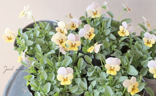 ���ߤ�ȥӥ��顡�ؤ��Ƥ�Х��꡼�� 2022ǯ���ʼ