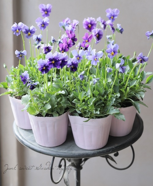 ����¼ζŵ������ӥ��顡�إ֥�������ե�����ɡ�