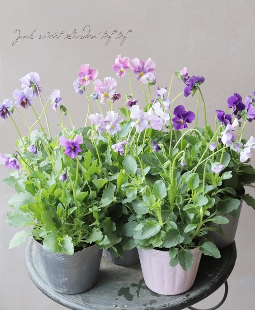 ����¼ζŵ������ӥ��顡�إ֥�������ե�����ɡ�