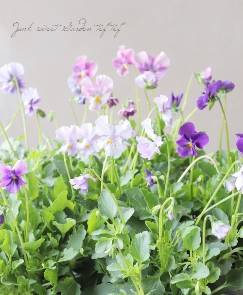 ����¼ζŵ������ӥ��顡�إ֥�������ե�����ɡ�