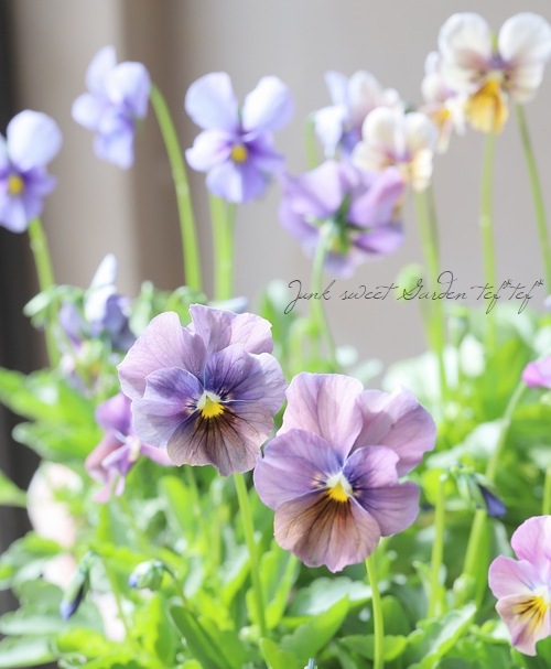 ����¼ζŵ������ӥ��顡�إ֥�������ե�����ɡ�