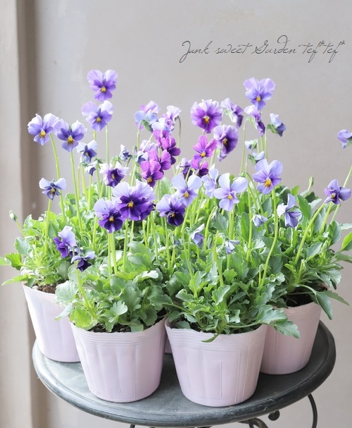 ����¼ζŵ������ӥ��顡�إ֥�������ե�����ɡ�