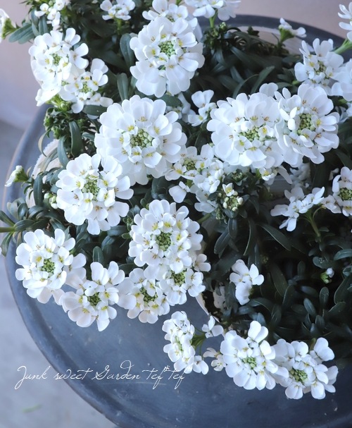 ���إ��٥ꥹ���إ��Ρ��ܡ����