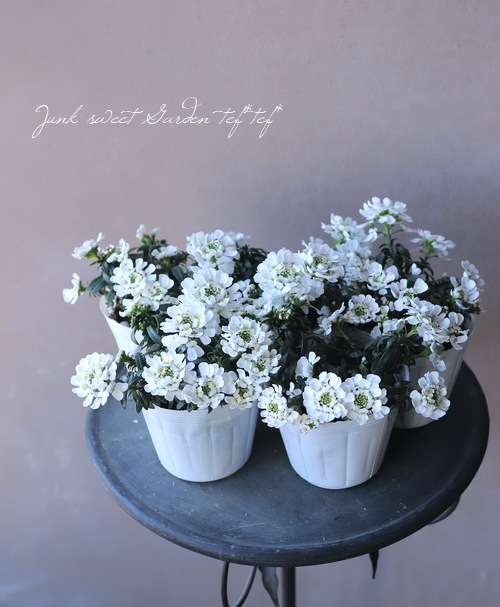 ���إ��٥ꥹ���إ��Ρ��ܡ����