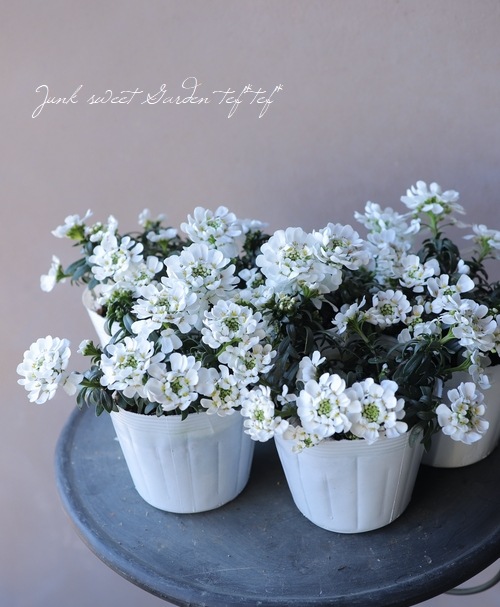 ���إ��٥ꥹ���إ��Ρ��ܡ����