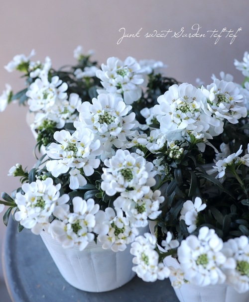 ���إ��٥ꥹ���إ��Ρ��ܡ����