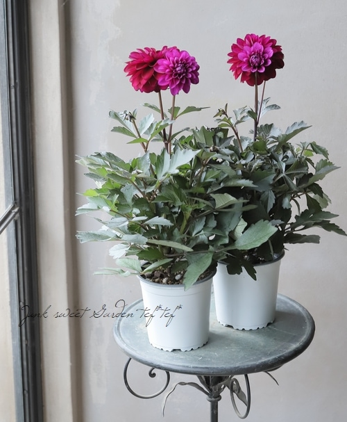 ���ե��ꥢ�������ߡ���  �إ���ʡ١�