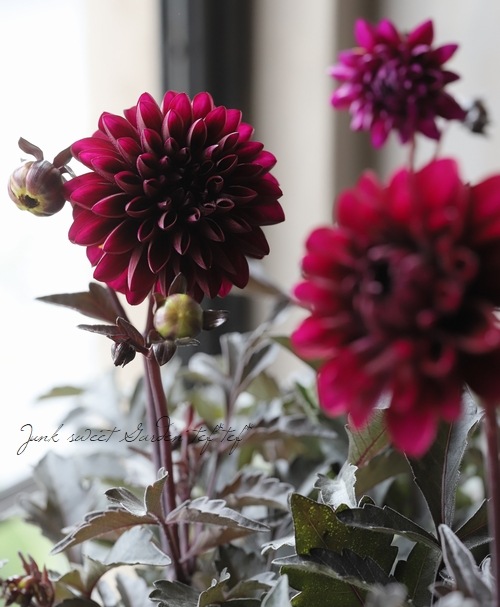 ���ե��ꥢ�������ߡ���  �إ���ʡ١�