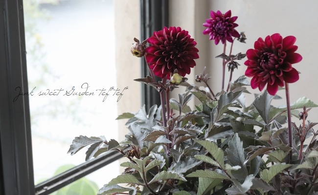 ���ե��ꥢ�������ߡ���  �إ���ʡ١�