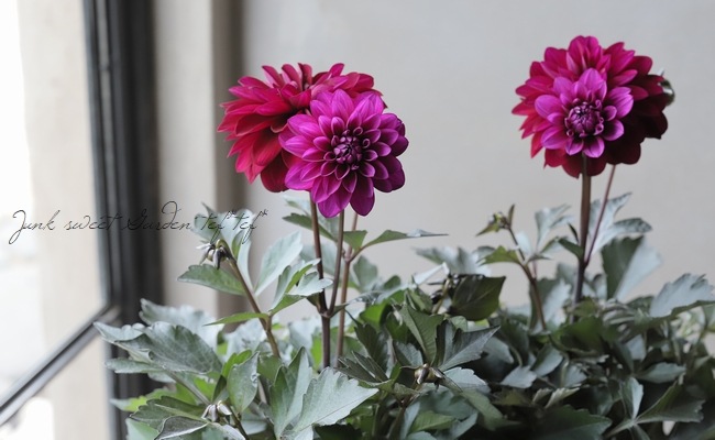 ���ե��ꥢ�������ߡ���  �إ���ʡ١�