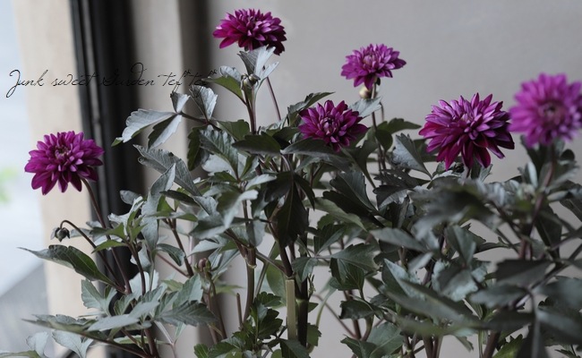 ���ե��ꥢ�������ߡ���  �إ���ʡ١�