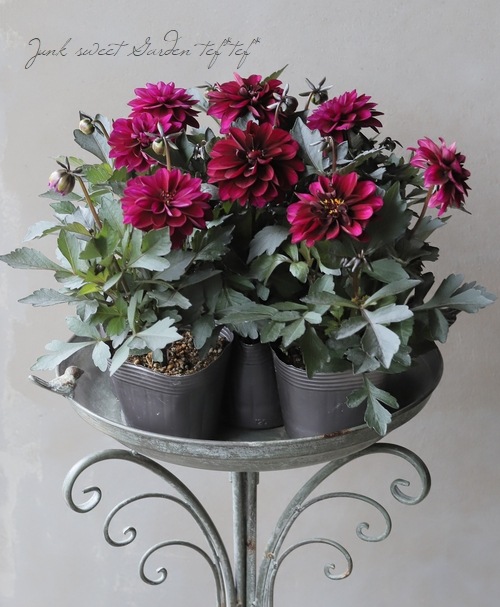 ���ե��ꥢ�������ߡ���  �إ���ʡ١�