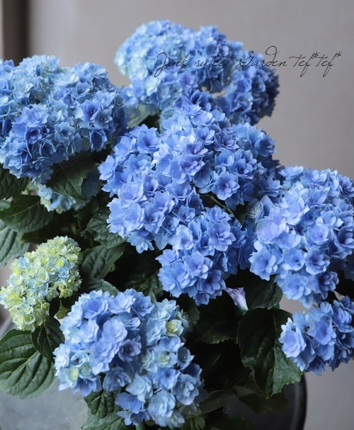 紫陽花 『ユーミー・トゥギャザー』 ブルー | Flower Species,アジサイ