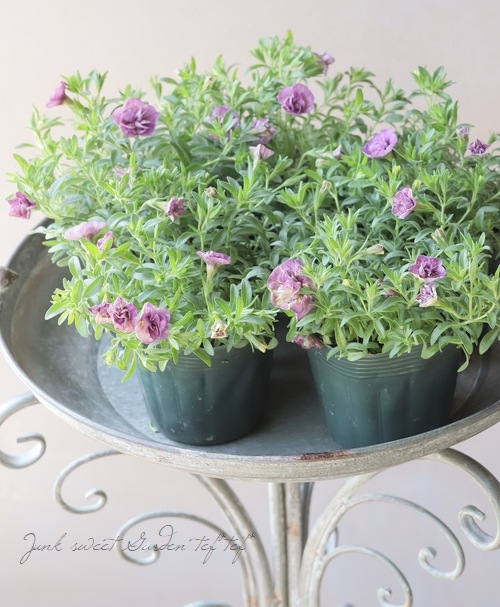 ���֥餵��Υ���֥饳�����إ֥���