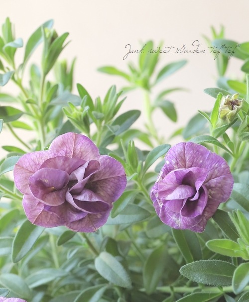 ���֥餵��Υ���֥饳�����إ֥���