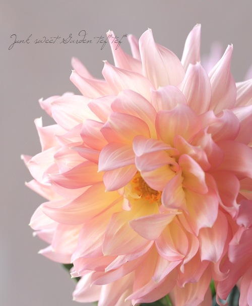 睡蓮咲きダリア 『ムーンワルツ』 | すべての商品 | | Junk