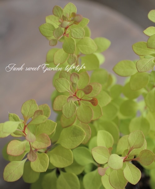 �᥮���إܥʥ󥶥�����ɡ١�*������