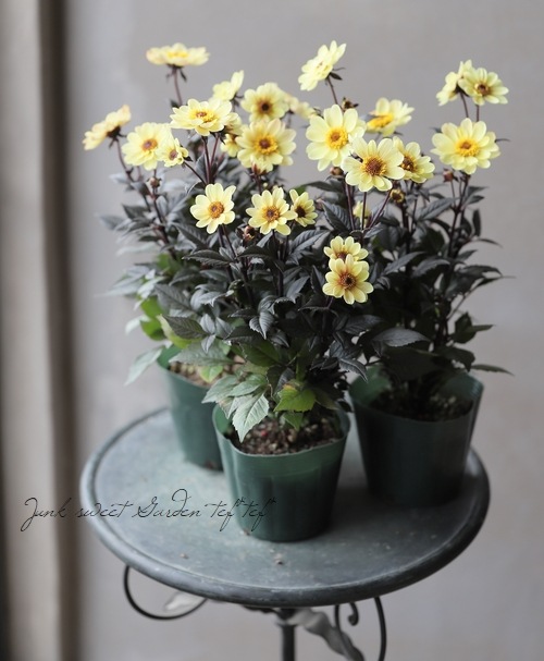 銅葉プチダリア ピーチラバーズ②ポット苗木村園芸 特定記録付き発送