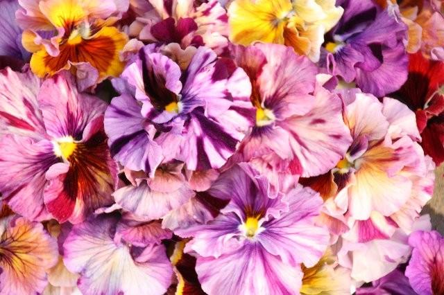 �����٤��롪�ѥ󥸡� ���ࡼ���ե�� �إ����ƥ��롼����١����ǥ��֥�ե�顼