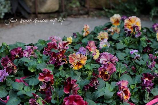 �����٤��롪�ѥ󥸡� ���ࡼ���ե�� �إ����ƥ��롼����١����ǥ��֥�ե�顼