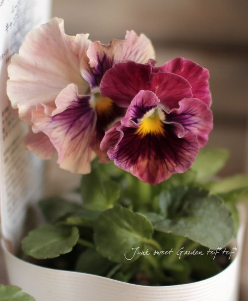 �����٤��롪�ѥ󥸡� ���ࡼ���ե�� �إ����ƥ��롼����١����ǥ��֥�ե�顼