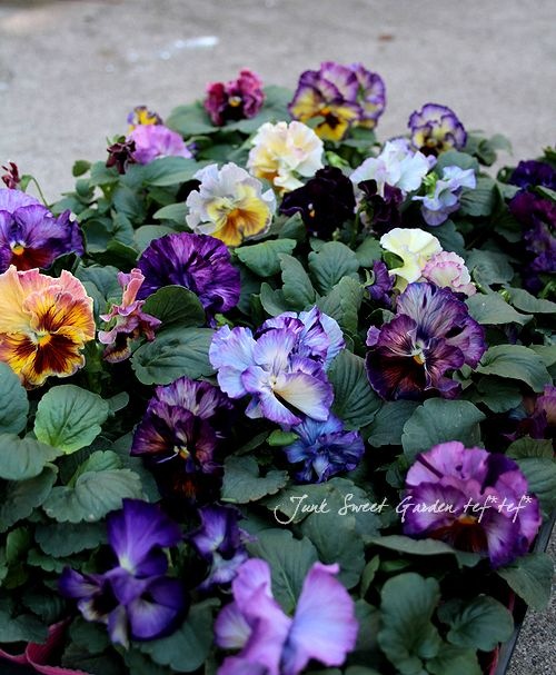 �����٤��롪�ѥ󥸡� ���ࡼ���ե�� �إ����ƥ��롼����١����ǥ��֥�ե�顼