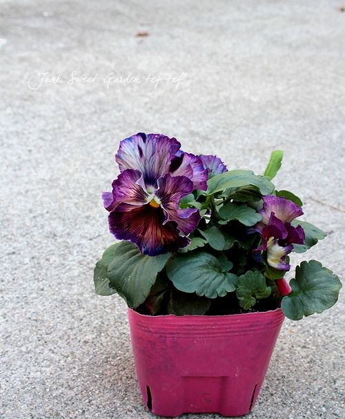 �����٤��롪�ѥ󥸡� ���ࡼ���ե�� �إ����ƥ��롼����١����ǥ��֥�ե�顼