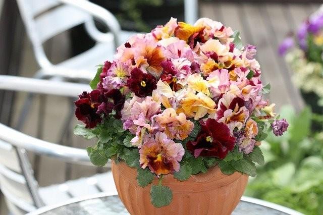 �����٤��롪�ѥ󥸡� ���ࡼ���ե�� �إ����ƥ��롼����١����ǥ��֥�ե�顼