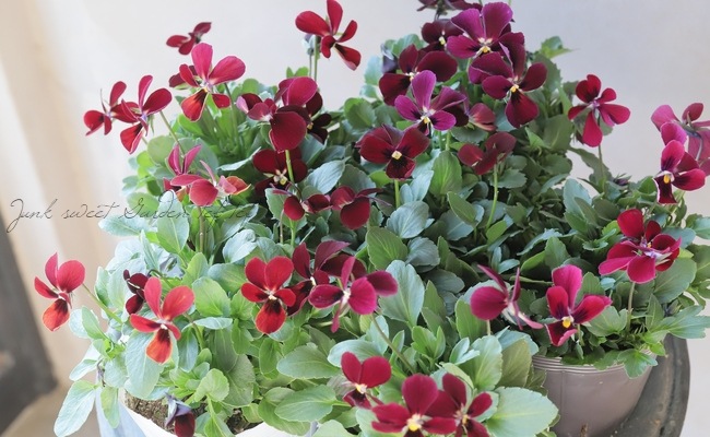 ☆育種うえたオリジナルビオラ 『パピヨンワールド』 【Bタイプ