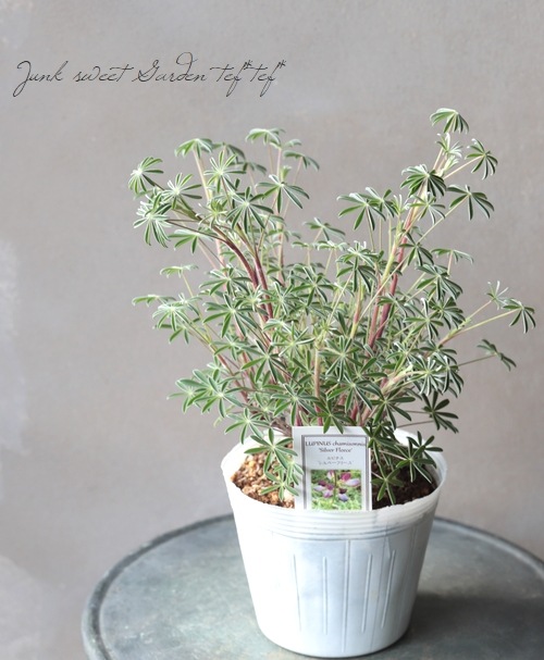 希少！宿根ルピナス 『シルバーフリース』 | すべての商品 | | Junk