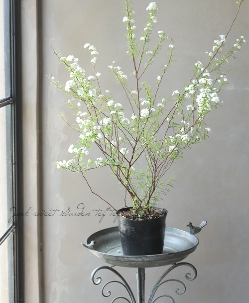 八重咲きコデマリ』 | すべての商品 | | Junk sweet Garden tef*tef*