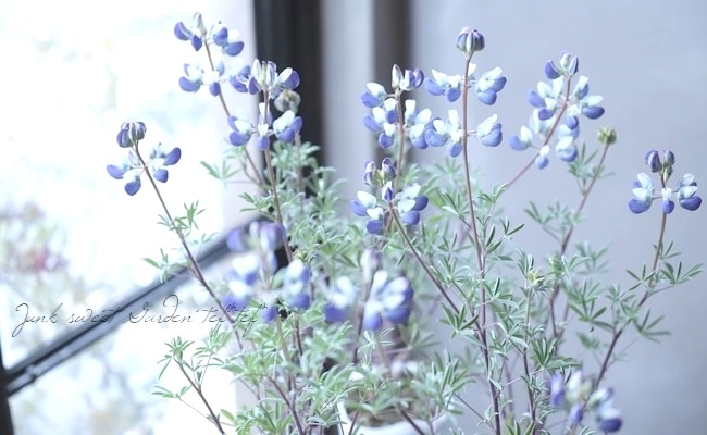 希少！宿根ルピナス 『シルバーフリース』 | すべての商品 | | Junk