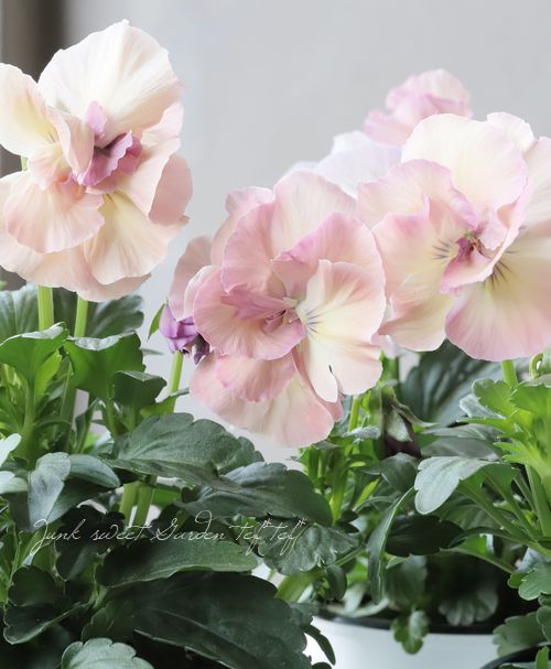 Ȭ�ź餭�ѥ󥸡����إե����꡼���塼��١���礵����إ꡼�١�