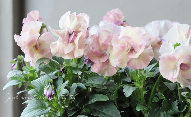 八重咲きパンジー 『フェアリーチュール』 落合さん育種！『リーベ