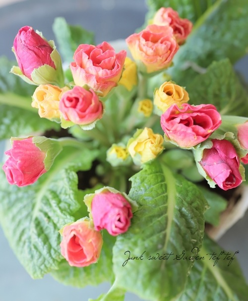 �ץ�ߥ��ࡦ�Х�餭�ʼ�ץ��顦����ꥢ�󡡡إԡ����ե��ޡ������