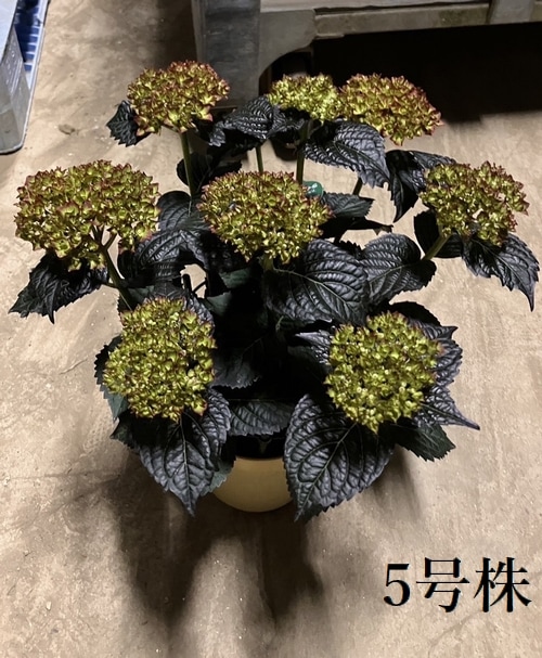 黒葉紫陽花 ブラックダイヤモンド 『ライトマイファイヤー』 | すべて