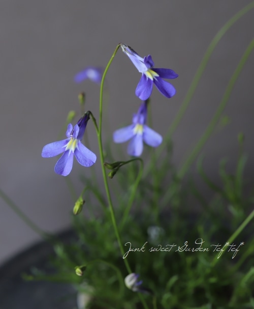 ���٥ꥢ���إѥ饷����֥롼 ��