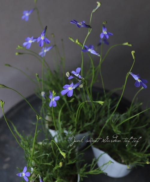 ���٥ꥢ���إѥ饷����֥롼 ��