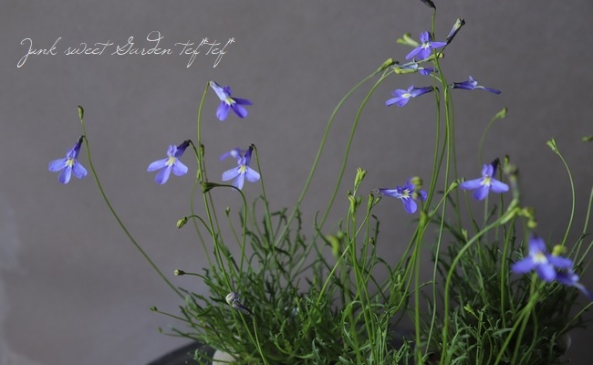 草花の苗 ロベリア パラシオンブルー3号ポット クリアランスsale 期間限定