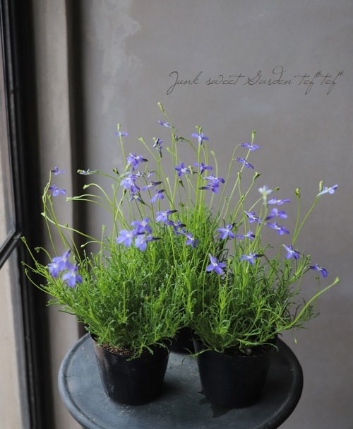 ���٥ꥢ���إѥ饷����֥롼 ��