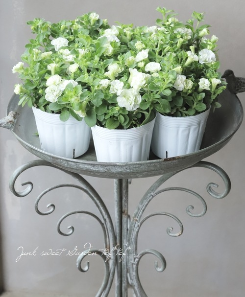 Ȭ�ź餭�ڥ���˥������طϡ��ؾ���ԥ���������������ǡ�